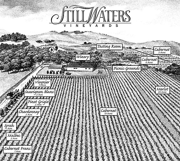 Still Waters Vineyards illustration