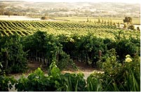 The Vineyard