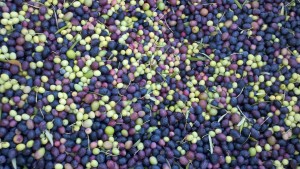 2011 Olives