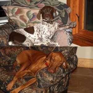Clacny and Piper enjoying the party from their chairs