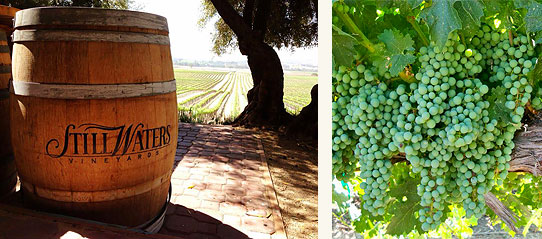 barrel-grapes