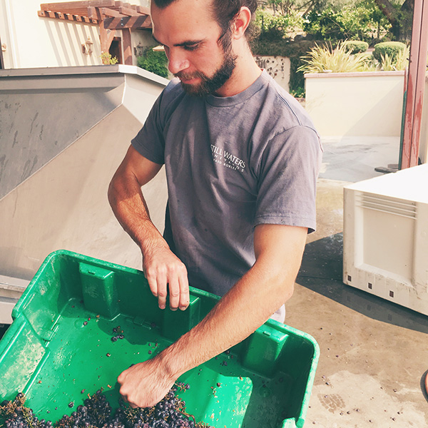 harvesting grapes